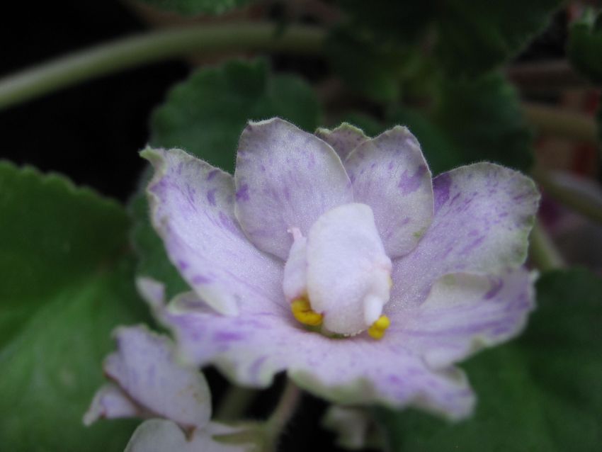 Ma's Prince Froggie _6426.jpg