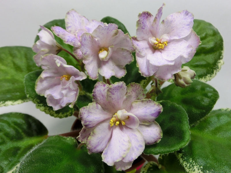 Ma's Prince Froggie-rozetka.jpg