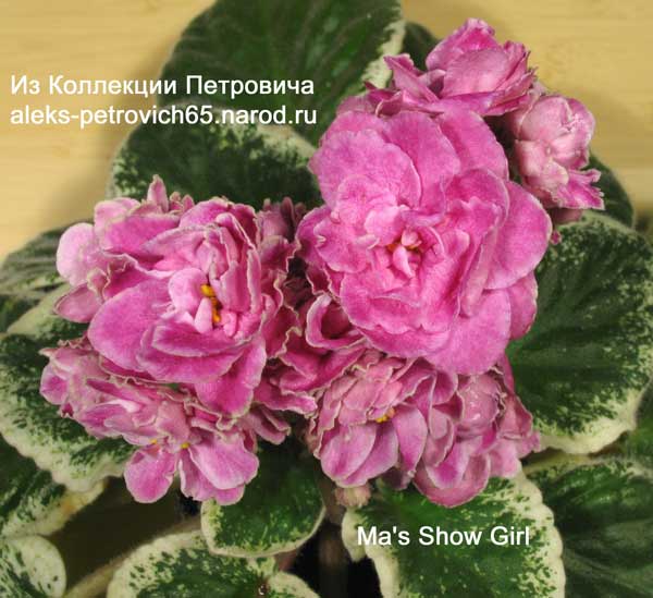 Ma's-Show-Girl.jpg