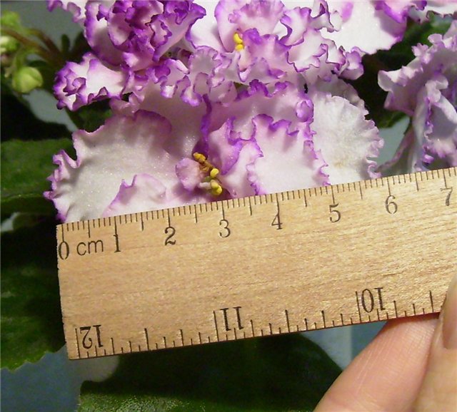 Midhty Fine размер.JPG