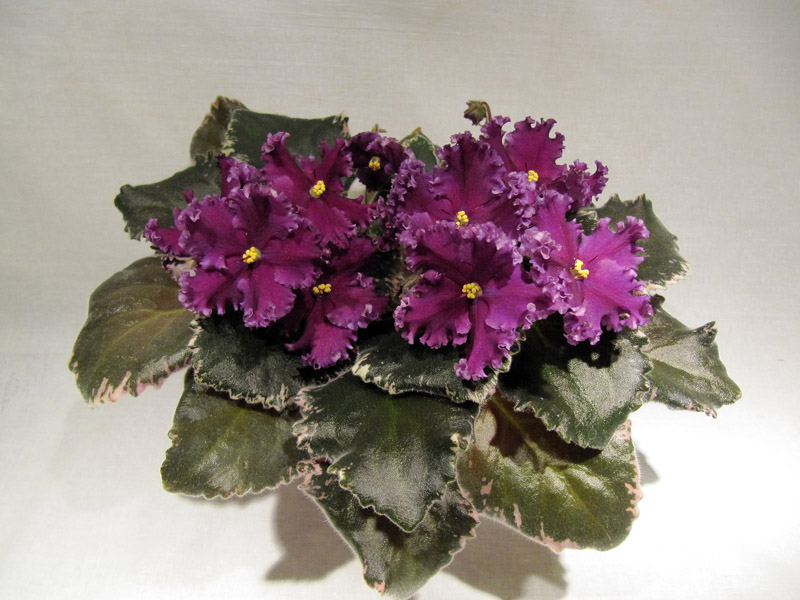 Midnight Frolic2.jpg