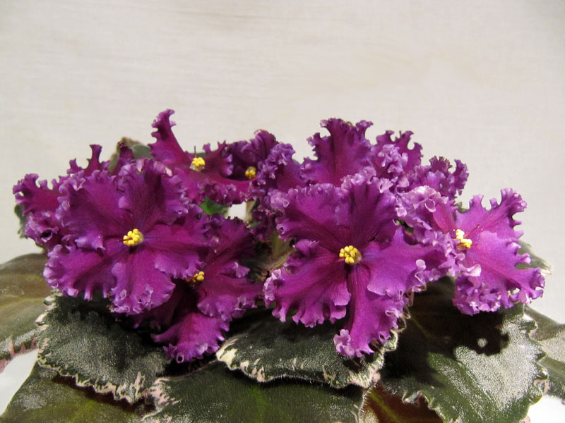 Midnight Frolic3.jpg