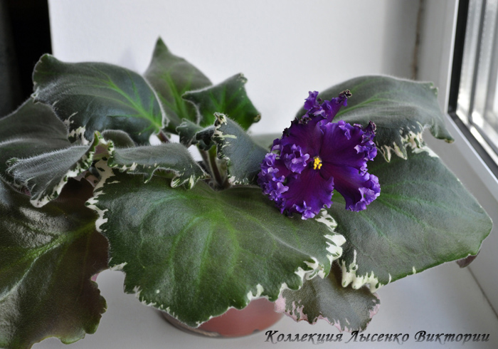 Midnight Frolic...JPG