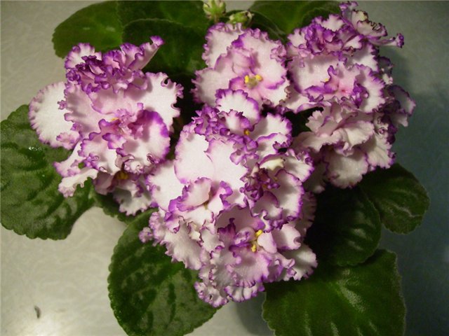 Mighty Fine.розетка.jpg