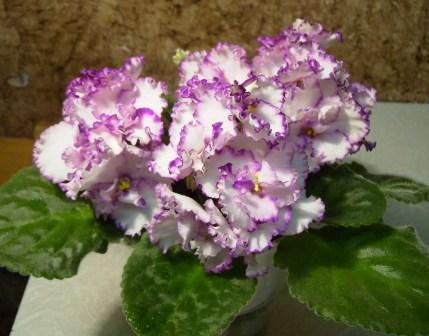 Mighty Fine ещё.JPG