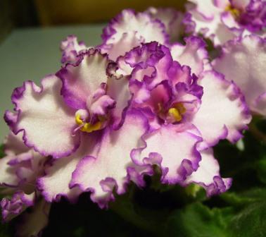 Mighty Fine цветочек.JPG