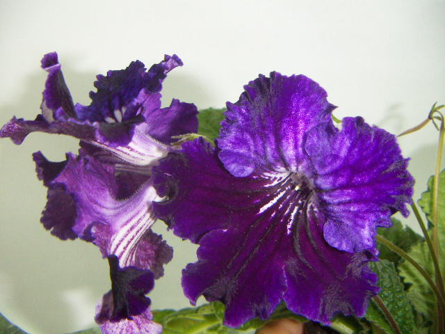 Moonlight Velvet.JPG