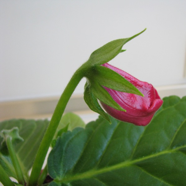 Multibells Cherry.JPG