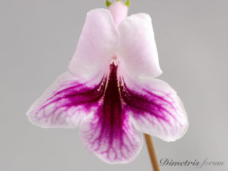 Neil’s Martha May (D. Miller).jpg