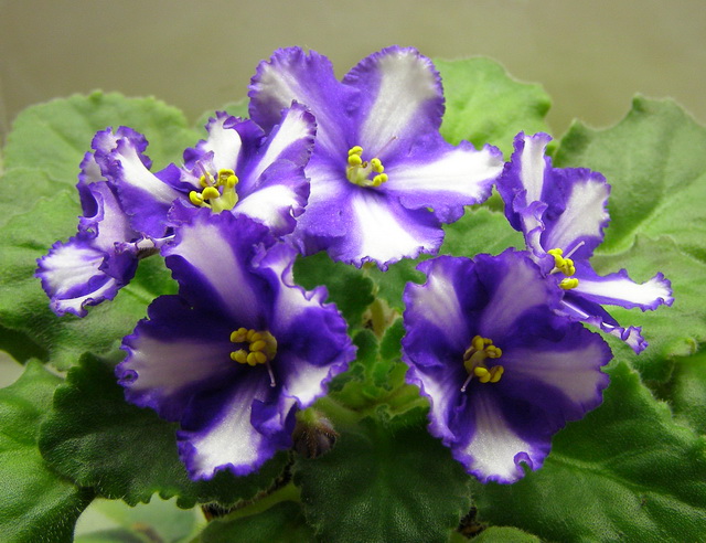 Neptune’s Treasure1.jpg