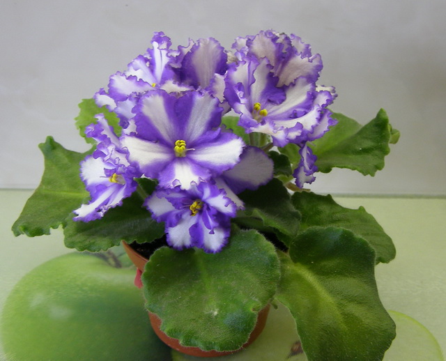 Neptune`s Treasure1.jpg