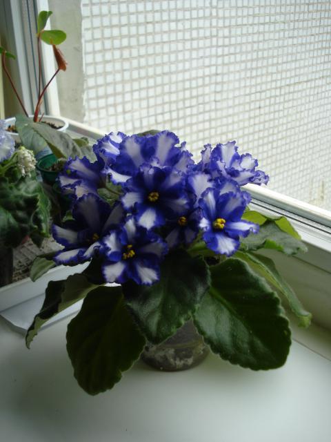 Neptune's Treasure1.JPG