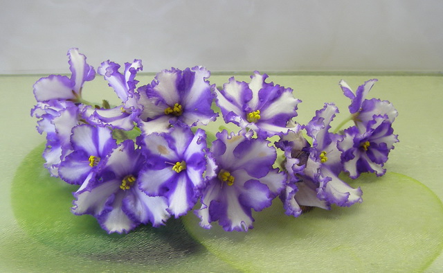 Neptune`s Treasure2.jpg