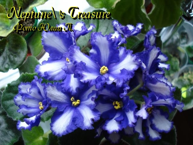 Neptune's Treasure.jpg