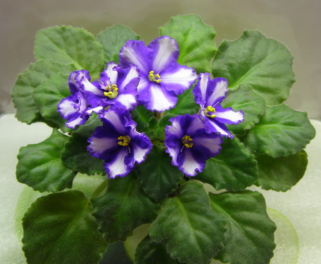 Neptune’s Treasure.jpg