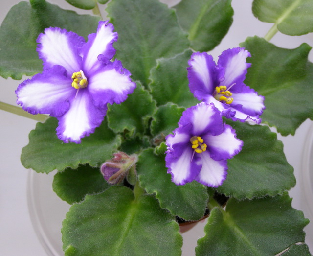 Neptune`s Treasure.jpg