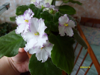 ness cherry smoke.jpeg