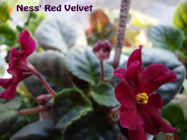 Ness' Red Velvet.jpg