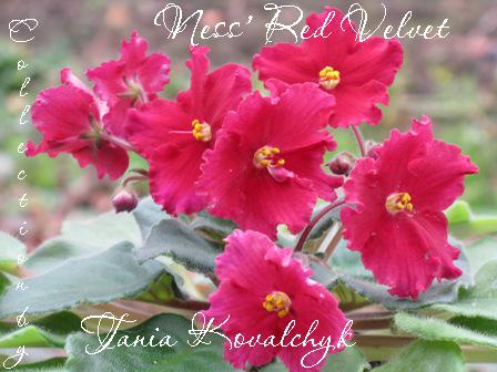 Ness’ Red Velvet 1.jpg