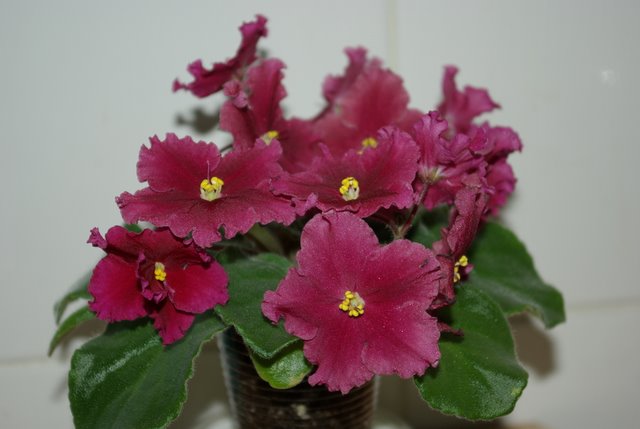 ness'red velvet.JPG