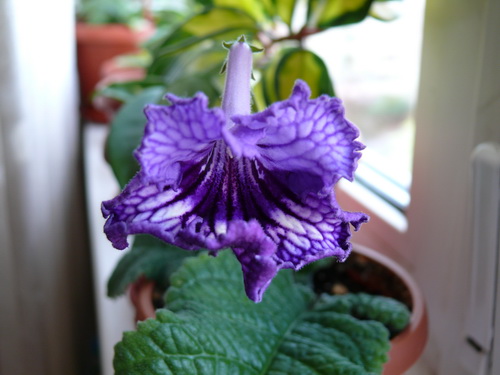 Nissan X - Trail (И. Кабанова, Е. Трофименко).jpg