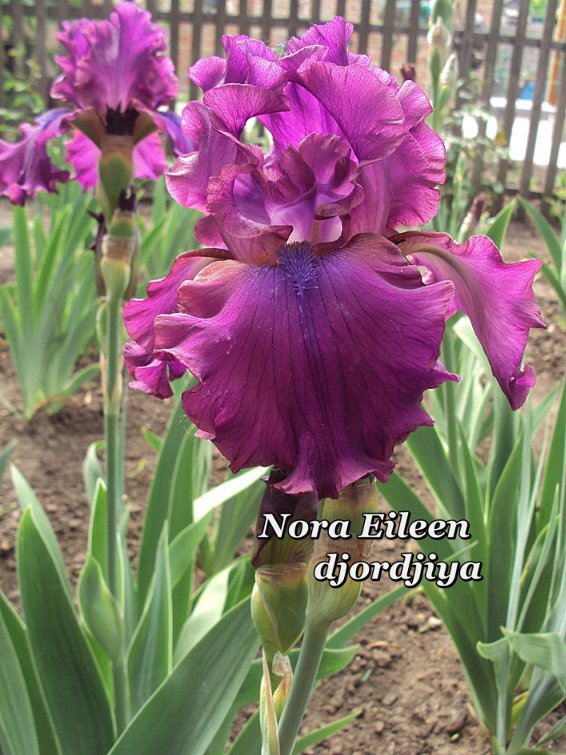 Nora_Eillen_800.jpg
