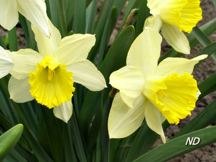 нарциссы.JPG