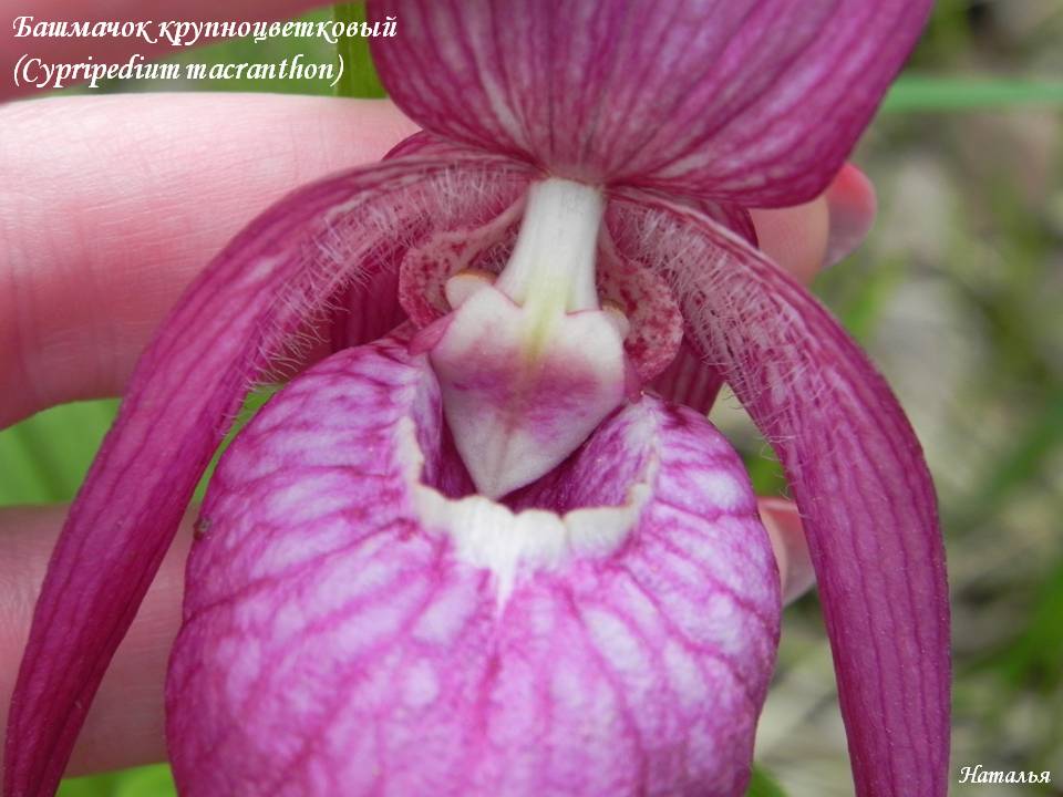  (Cypripedium macranthon) 2.jpg