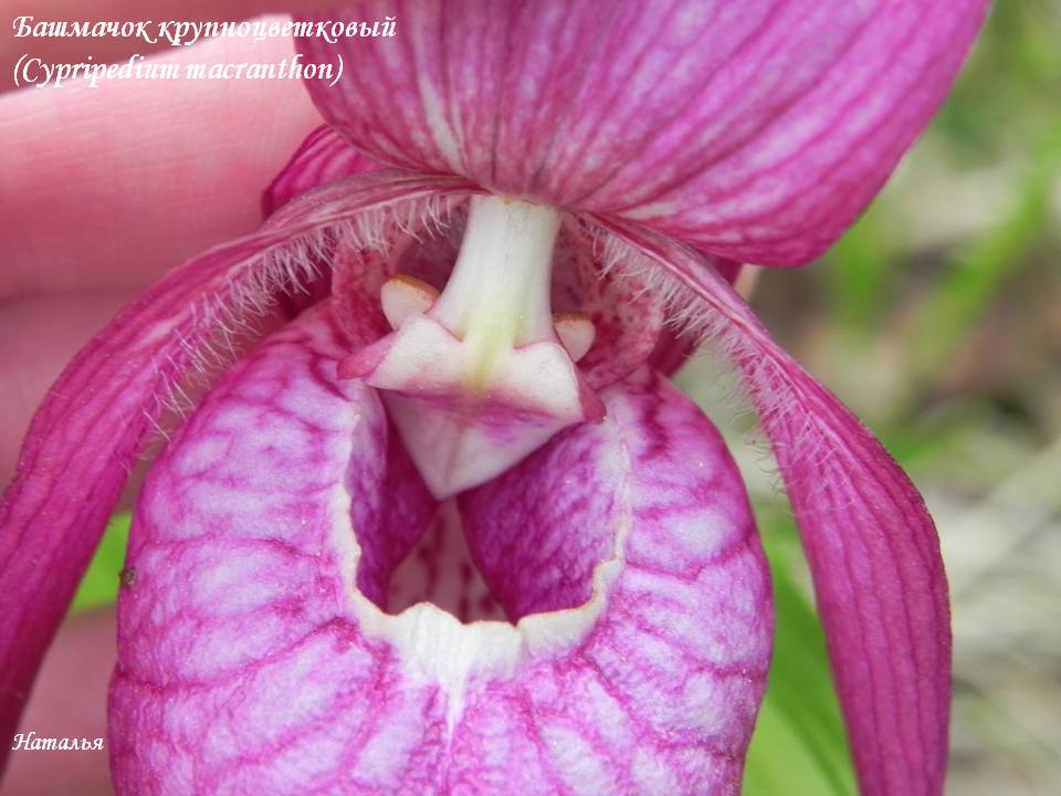  (Cypripedium macranthon) 3.jpg