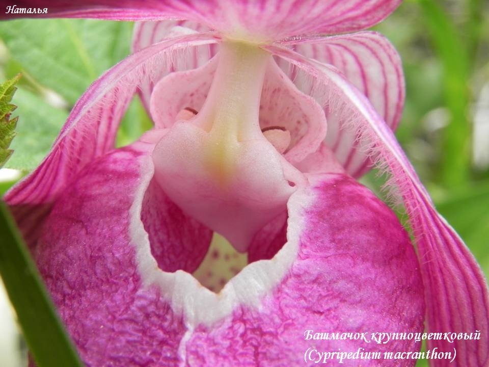  (Cypripedium macranthon) 4.jpg