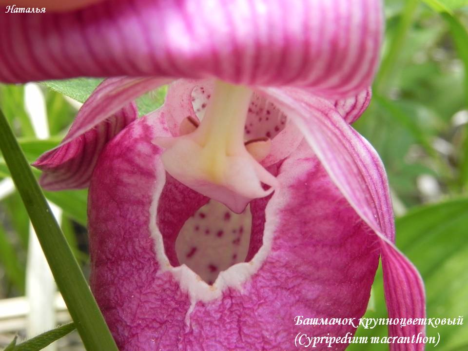  (Cypripedium macranthon) 5.jpg