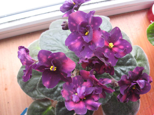 Близнецы-new 8.01.jpg