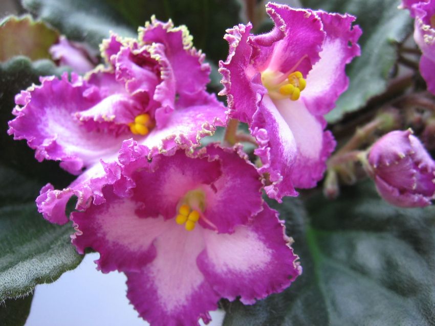 Okie Easter Bunny_7378.jpg