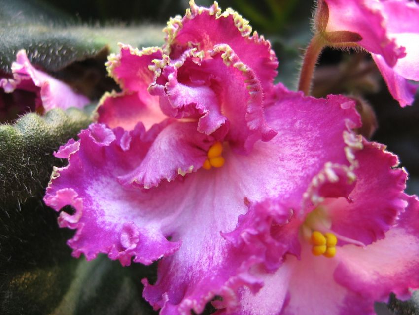 Okie Easter Bunny _7391.jpg