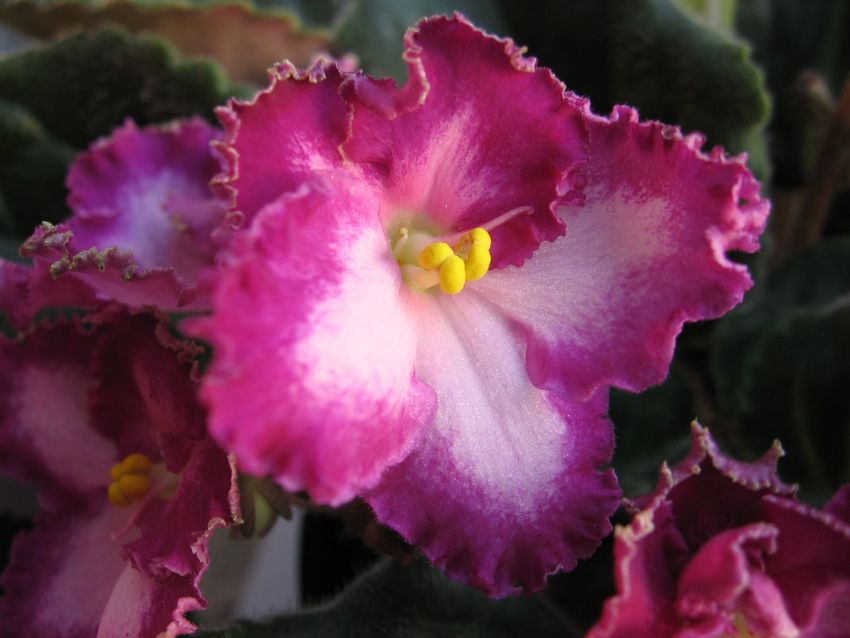 Okie Easter Bunny _7392.jpg