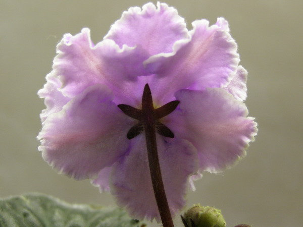 Opera'S Juliett_ins.jpg