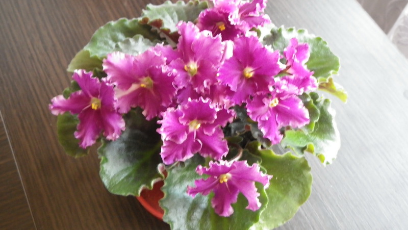 Optimara Ever Love.jpg