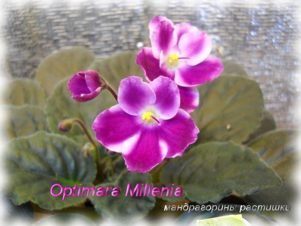 Optimara Millenia.jpg