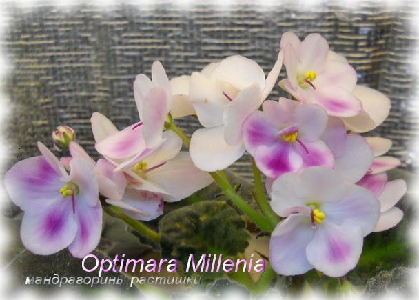 Optimara Millenia 1.jpg