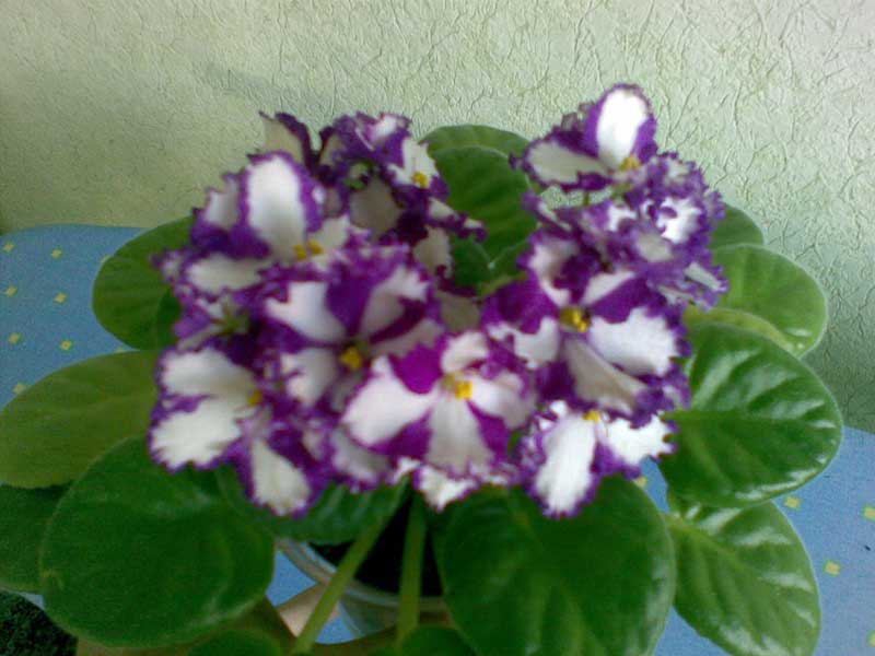 Optimara Nevada1.jpg