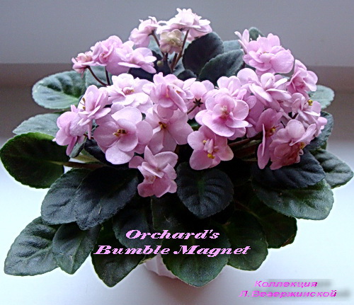 Orchard's Bumble Magnet. розетка jpg.jpg