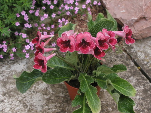 P1010141.jpg