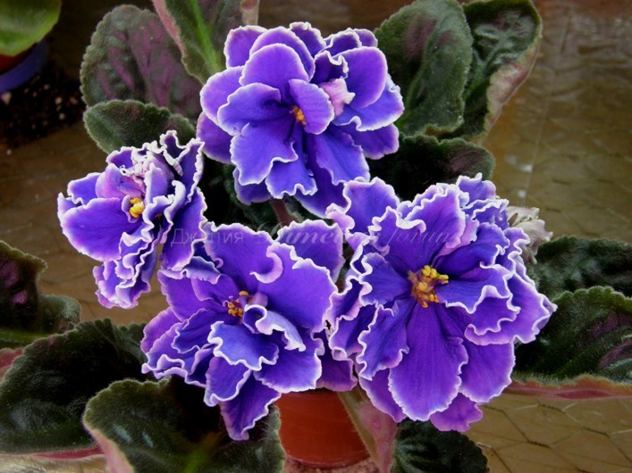 P1200019.JPG