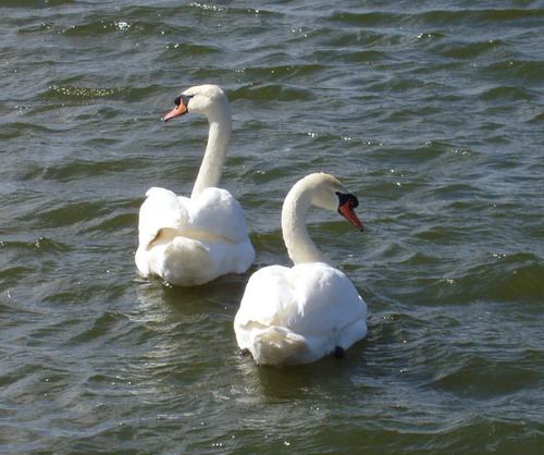 P4220060-1.jpg