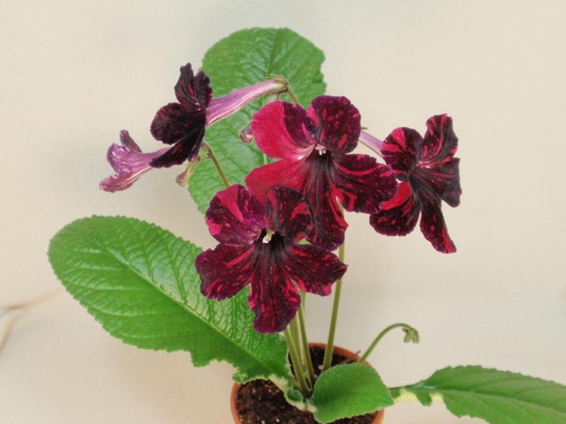 P7158623_800x600.jpg