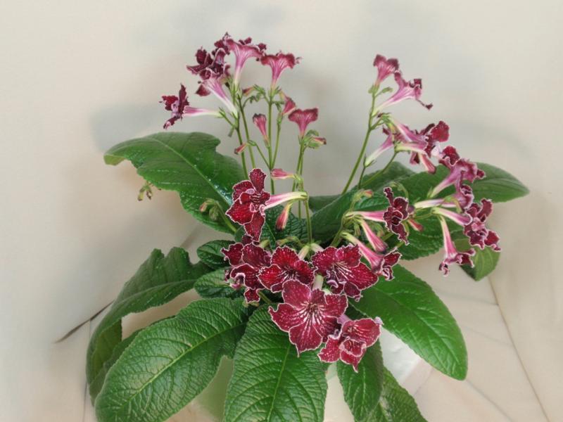 P7158637_800x600.jpg