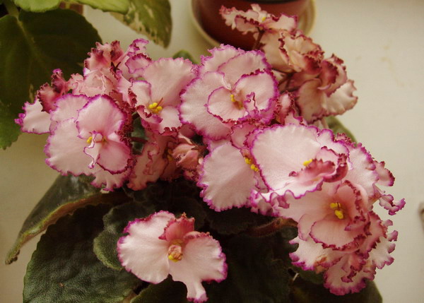 P8280006_1.jpg