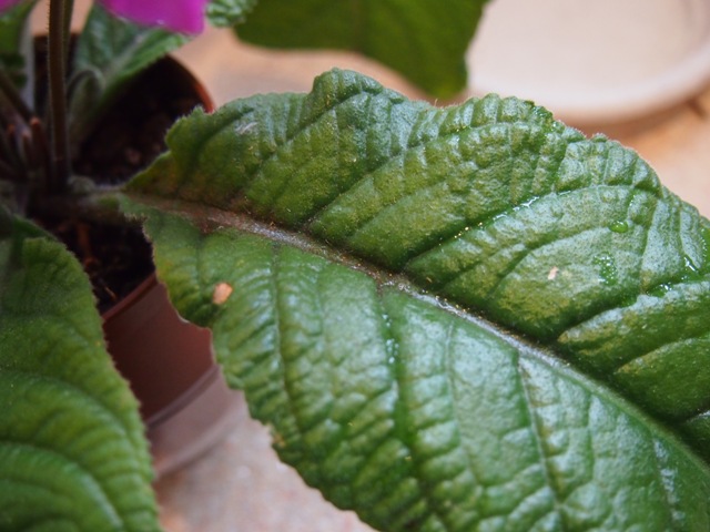 P9150899.JPG