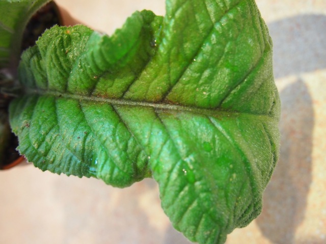 P9150910.JPG