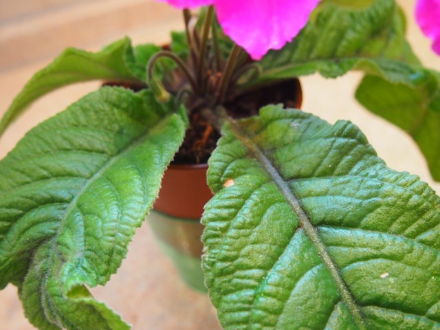 P9150911.JPG